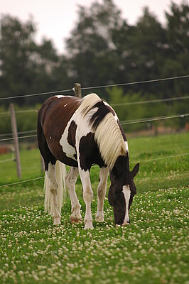 Banner Pferde gesund füttern
