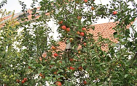 Banner Vortrag "Kulturgeschichte des Apfels"