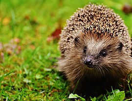 Banner Fachvortrag: Igel im Garten - wie wir ihnen helfen können