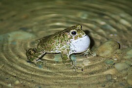 Banner Amphibienexkursion für Kinder und Jugendliche