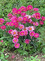 Logo Singen auf der Landesgartenschau