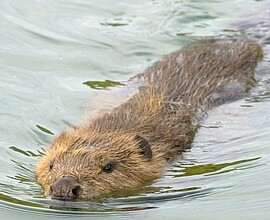 Banner Der Biber in der Arnstorfer Au