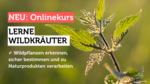 Logo Online: Wildkräuter & Naturkosmetik Grundlagen - Pflanzen erkennen, sicher bestimmen und verarbeiten