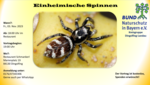 Logo Einheimische Spinnen