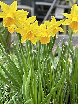 Banner Jahreshauptversammlung des OGV Exing