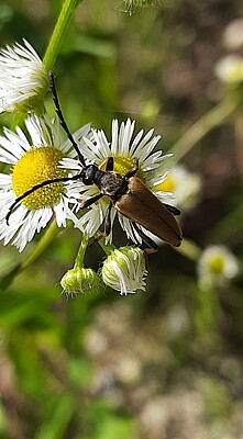 Banner Exkursionstour zum Thema "Wir erkunden eine junge Wiese und das Leben in einem Graben"