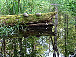 Logo Vogelwuid: Musikalisch-naturkundlicher Ausflug in den Rainer Wald