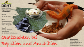 Banner Qualzuchten bei Reptilien und Amphibien