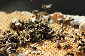 Banner Bienenwachstücher selber machen