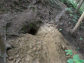 Banner Höhlen im Wald