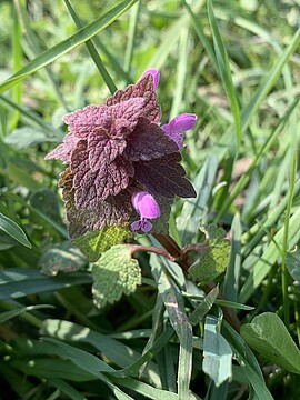 Banner Wildpflanzenführung "Immunbooster Wildpflanzen"