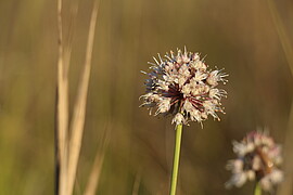 Banner Natur im herbstlichen Isarmoos - Unterwegs mit dem Gebietsbetreuer